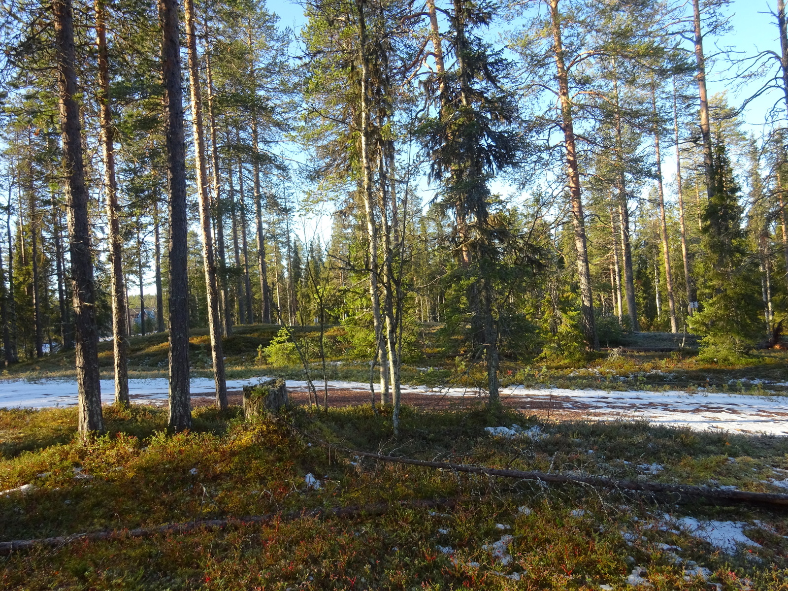 Valokuvassa näkyy mm. tontilla kasvavia puita ja muuta kasvillisuutta.