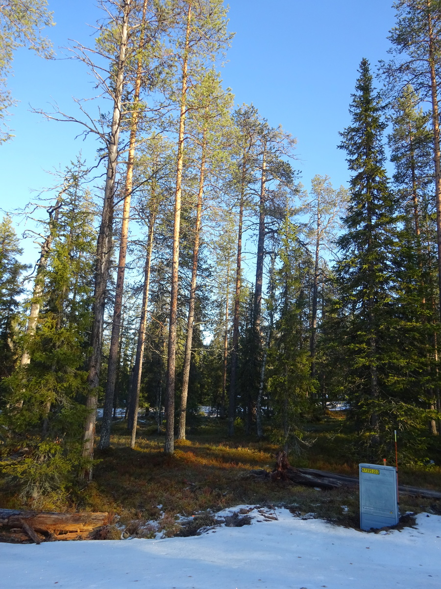 Valokuvassa näkyy mm. tontilla kasvavia puita ja muuta kasvillisuutta.