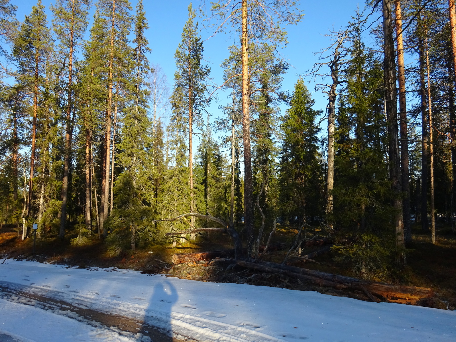 Valokuvassa näkyy mm. tontilla kasvavia puita ja muuta kasvillisuutta.