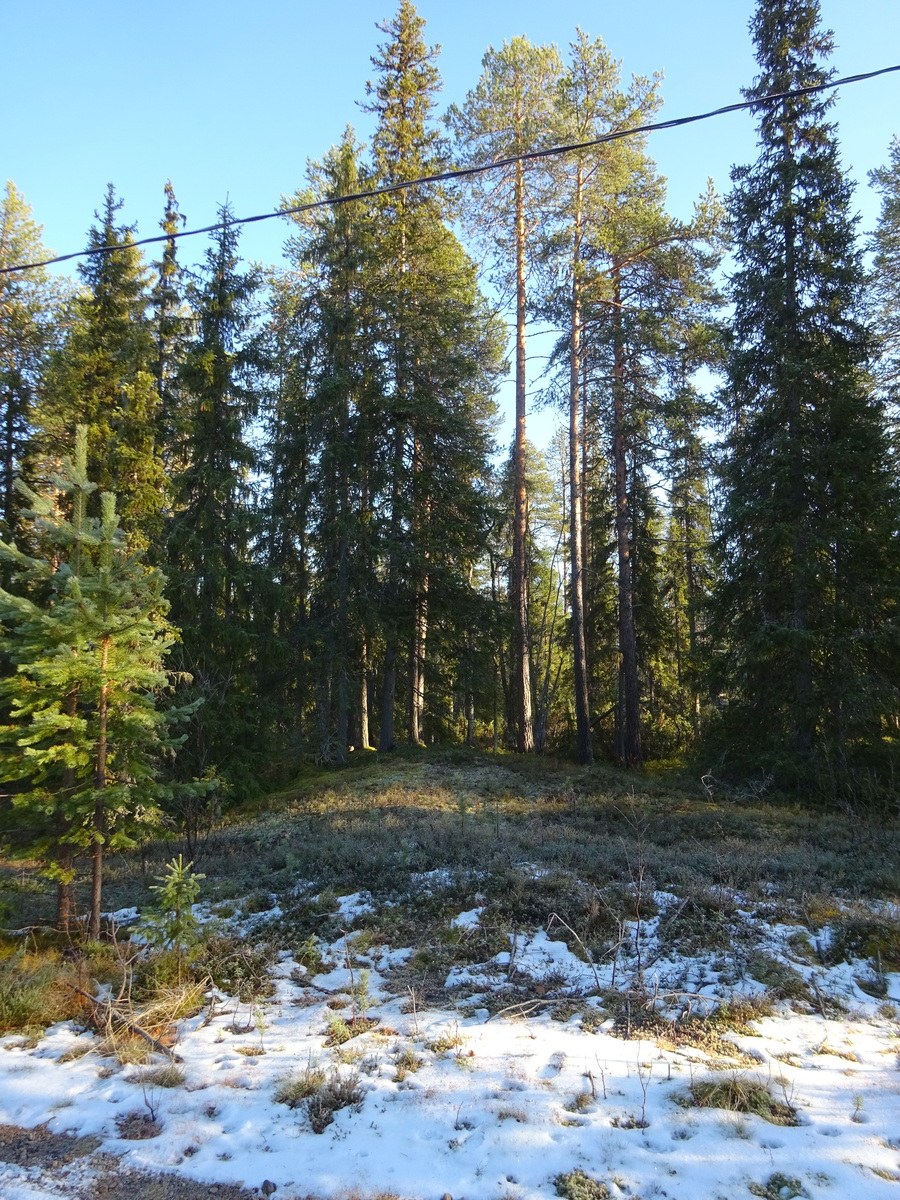 Valokuvassa näkyy mm. tontilla kasvavia puita ja muuta kasvillisuutta.