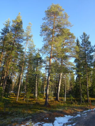 Valokuvassa näkyy mm. tontilla kasvavia puita ja muuta kasvillisuutta.