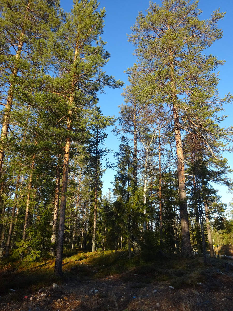 Valokuvassa näkyy mm. tontilla kasvavia puita ja muuta kasvillisuutta.