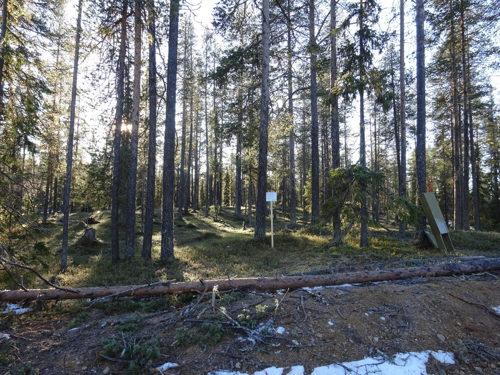 Valokuvassa näkyy mm. tontilla kasvavia puita ja muuta kasvillisuutta.