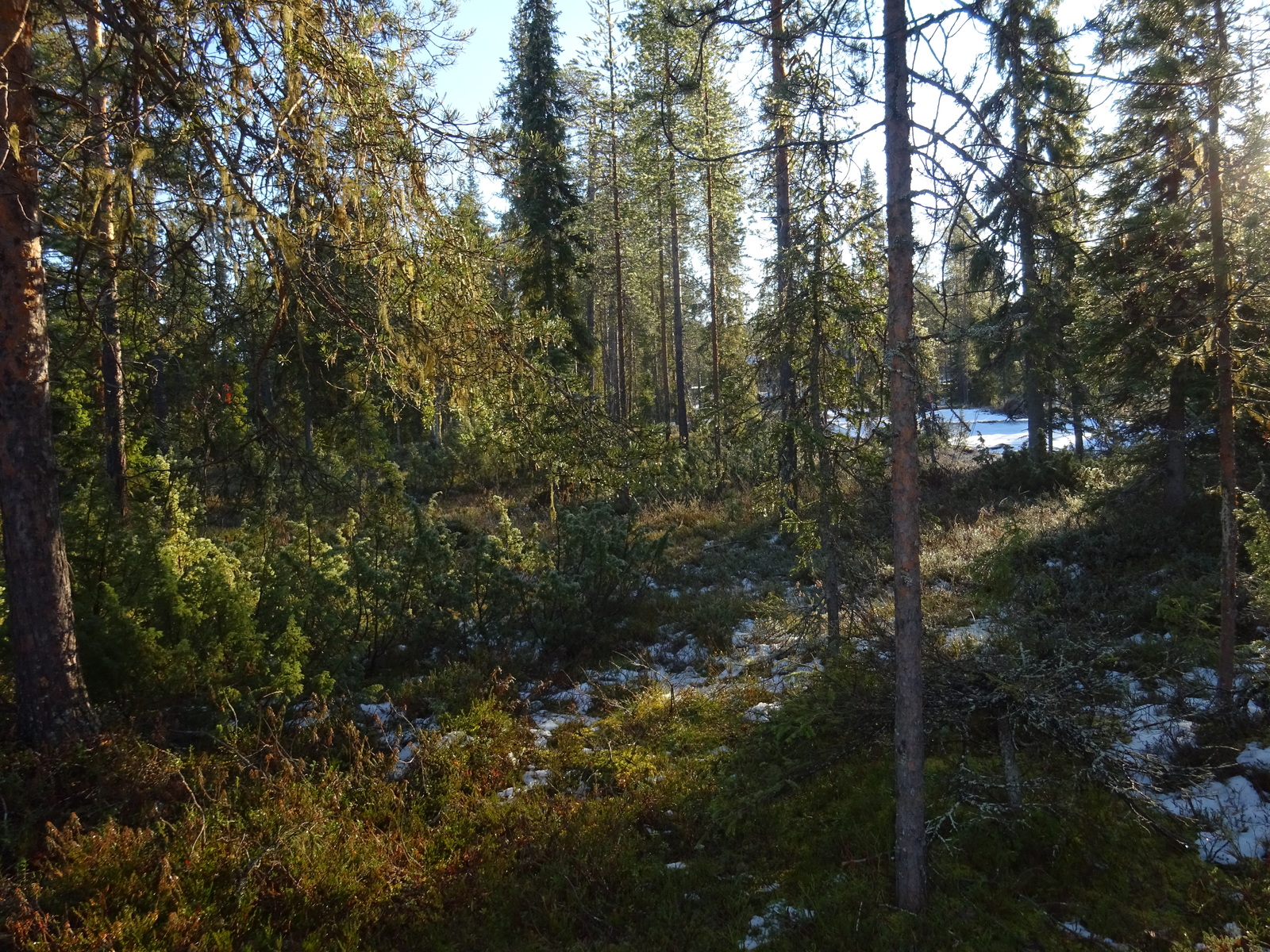 Valokuvassa näkyy mm. tontilla kasvavia puita ja muuta kasvillisuutta.