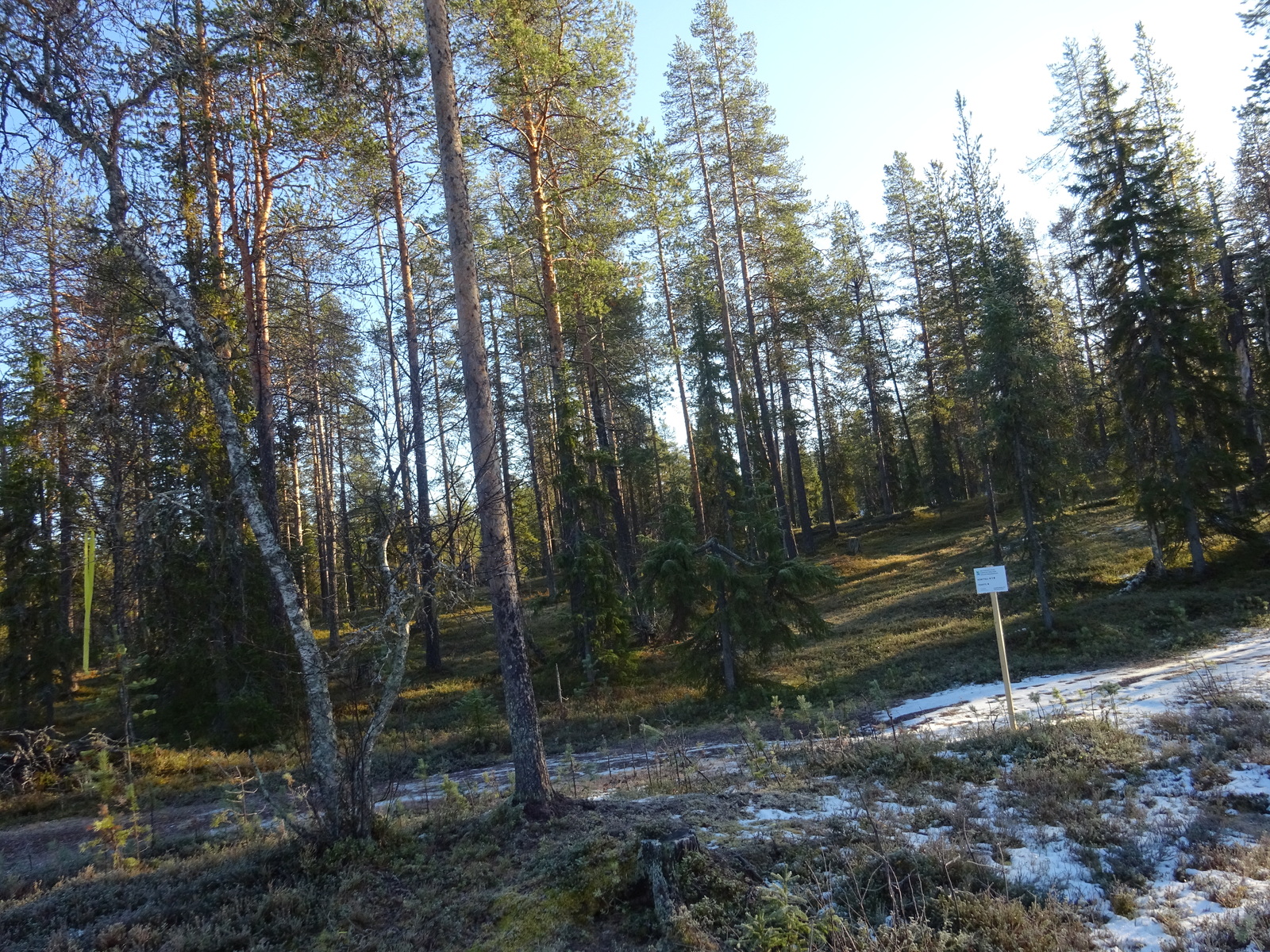 Valokuvassa näkyy mm. tontilla kasvavia puita ja muuta kasvillisuutta.