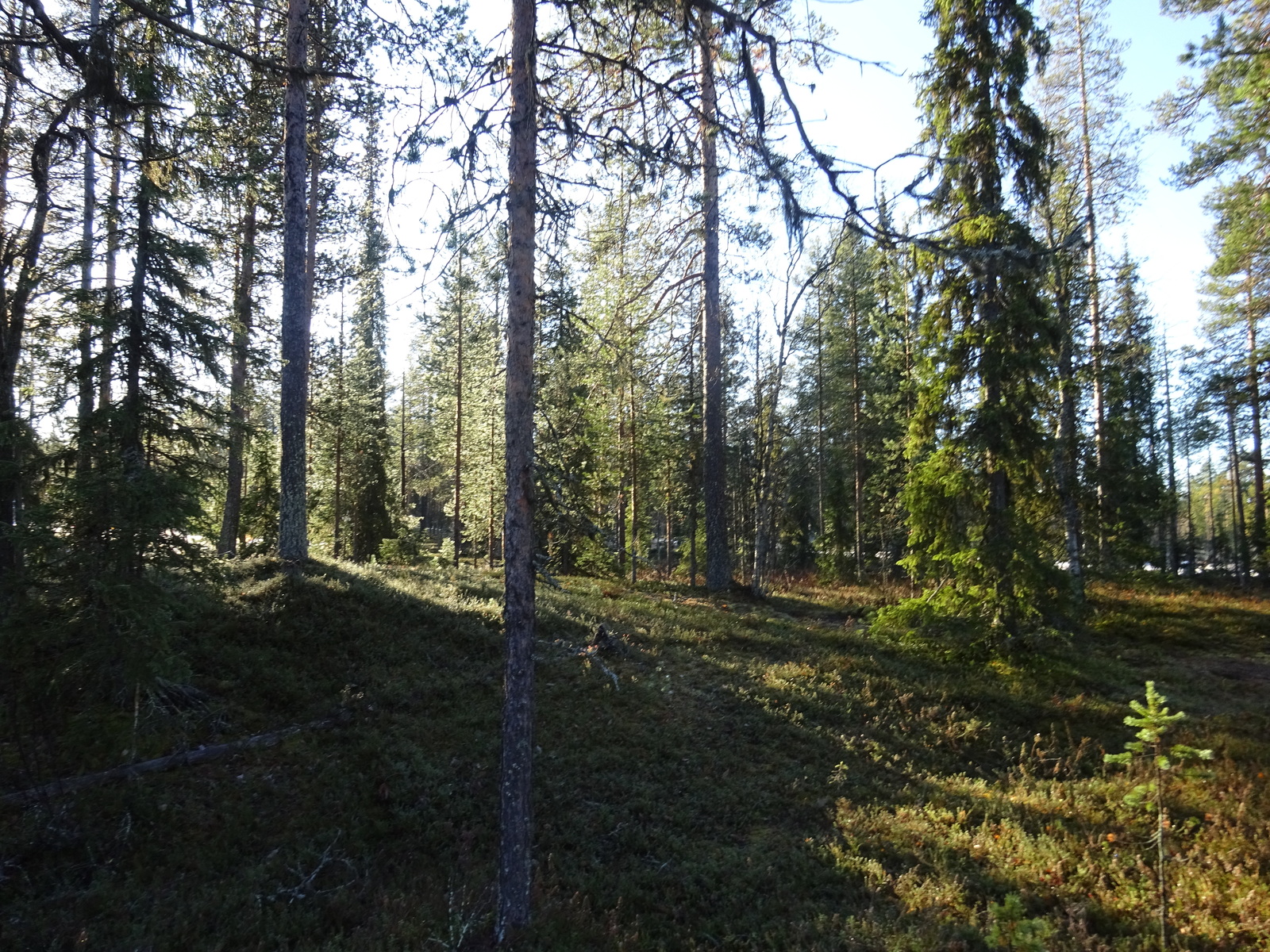 Valokuvassa näkyy mm. tontilla kasvavia puita ja muuta kasvillisuutta.