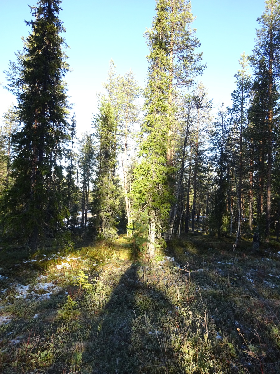 Valokuvassa näkyy mm. tontilla kasvavia puita ja muuta kasvillisuutta.