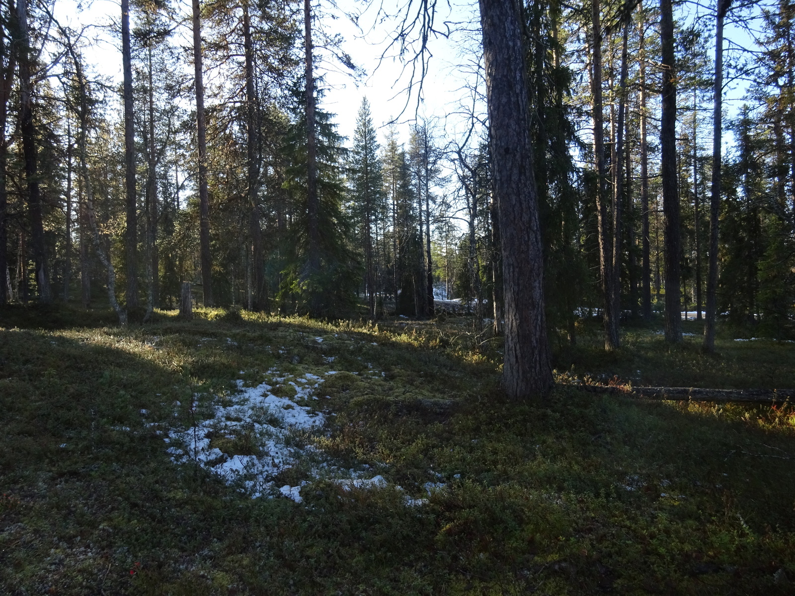 Valokuvassa näkyy mm. tontilla kasvavia puita ja muuta kasvillisuutta.