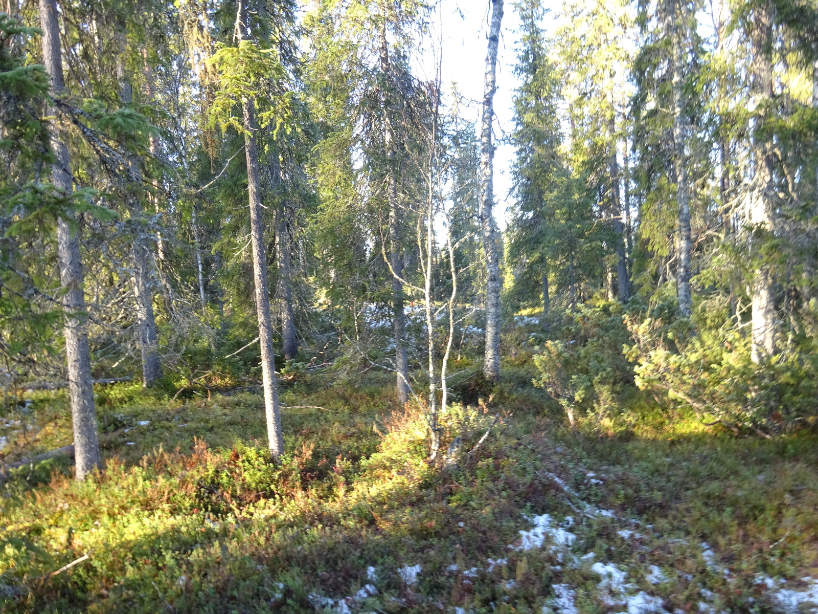 Valokuvassa näkyy mm. tontilla kasvavia puita ja muuta kasvillisuutta.