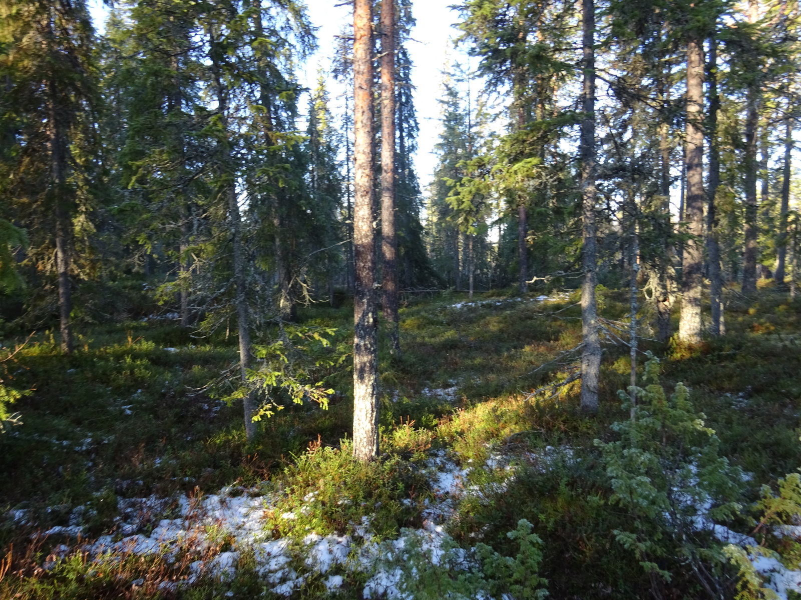 Valokuvassa näkyy mm. tontilla kasvavia puita ja muuta kasvillisuutta.