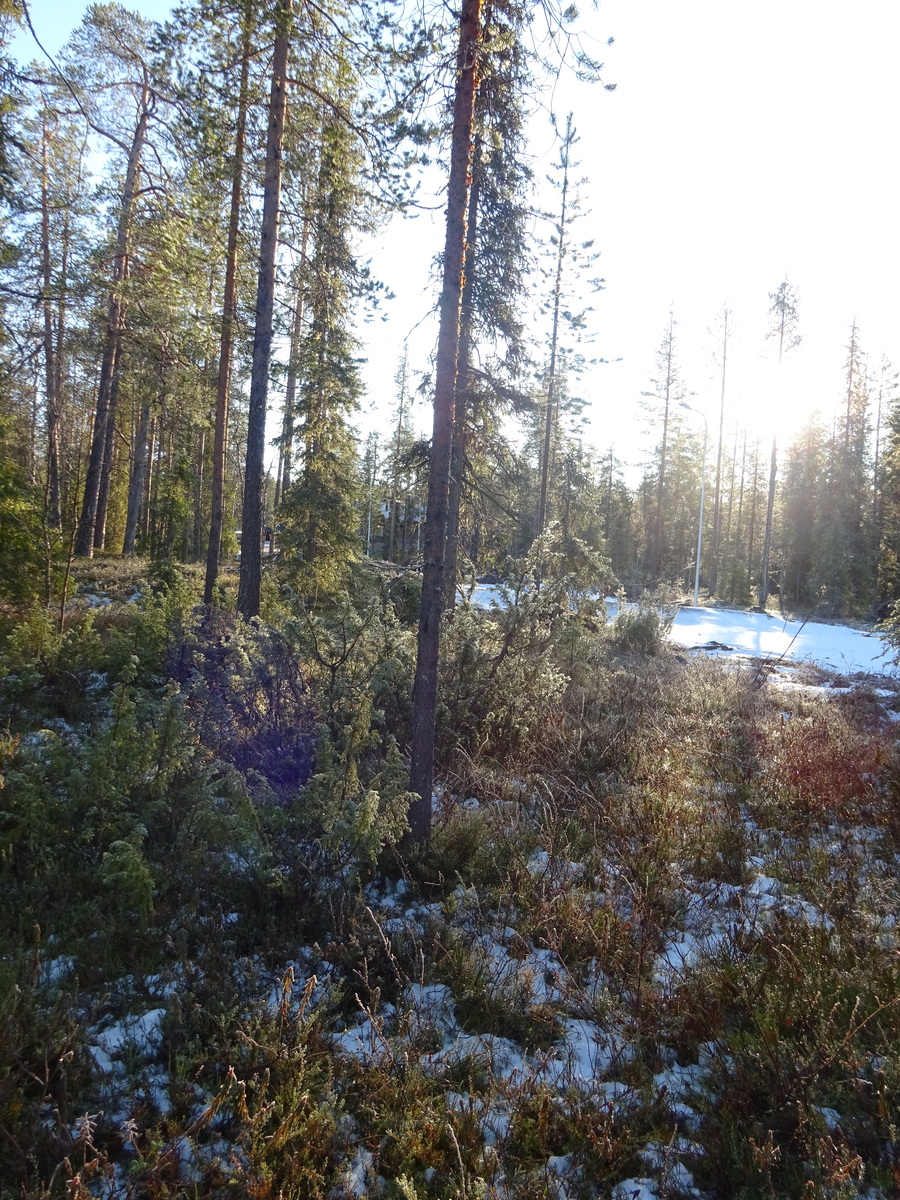 Valokuvassa näkyy mm. tontilla kasvavia puita ja muuta kasvillisuutta.