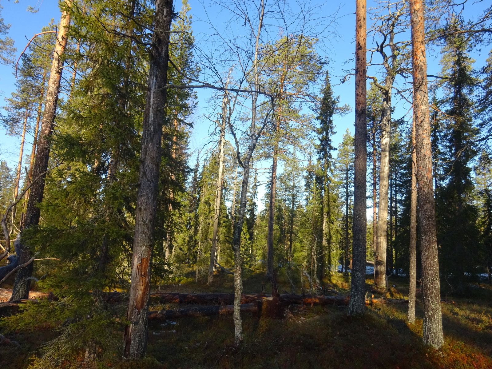 Valokuvassa näkyy mm. tontilla kasvavia puita ja muuta kasvillisuutta.