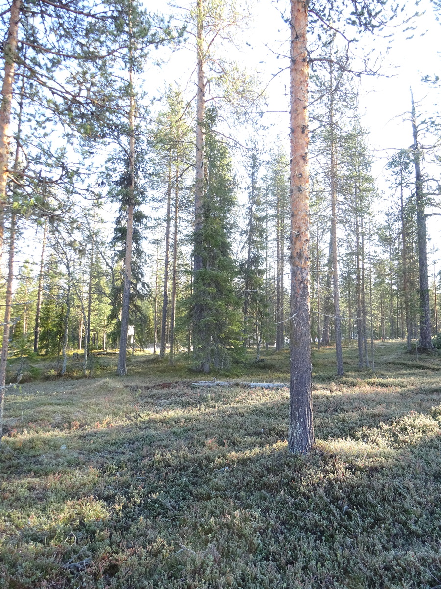 Valokuvassa näkyy mm. tontilla kasvavia puita ja muuta kasvillisuutta.