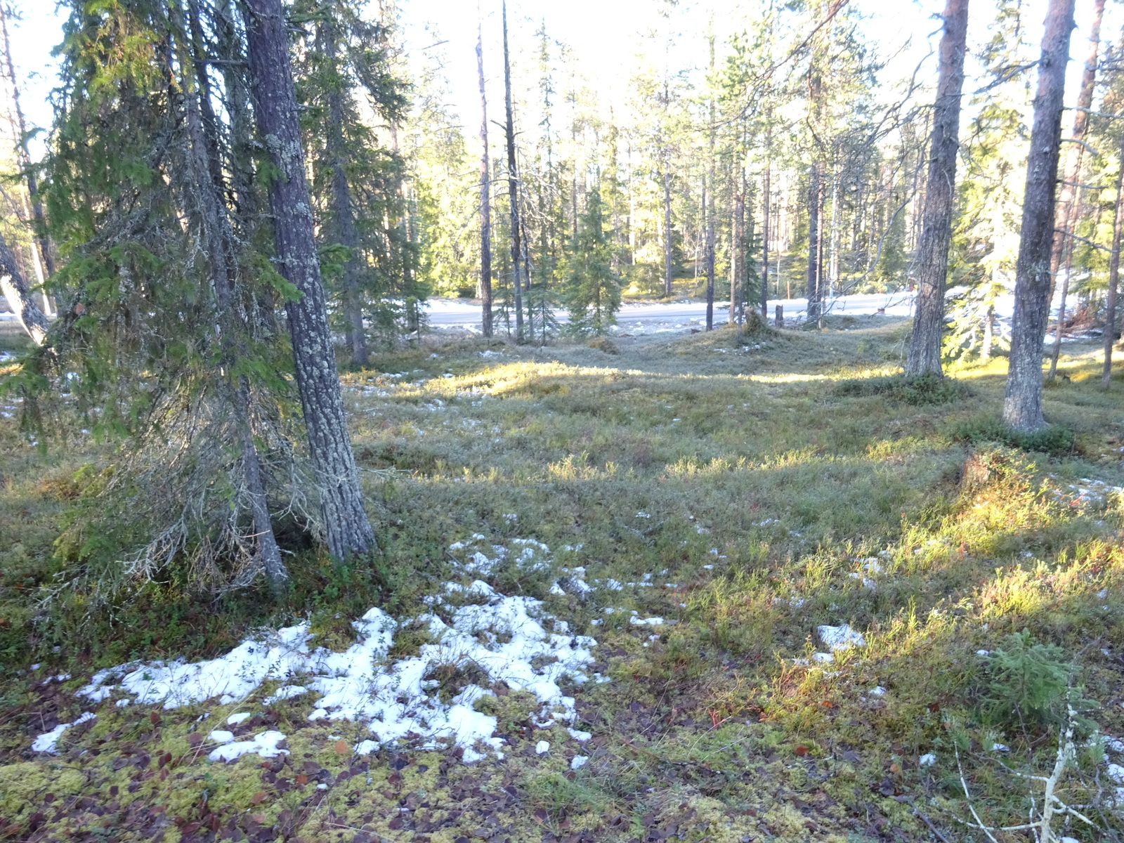 Valokuvassa näkyy mm. tontilla kasvavia puita ja muuta kasvillisuutta.