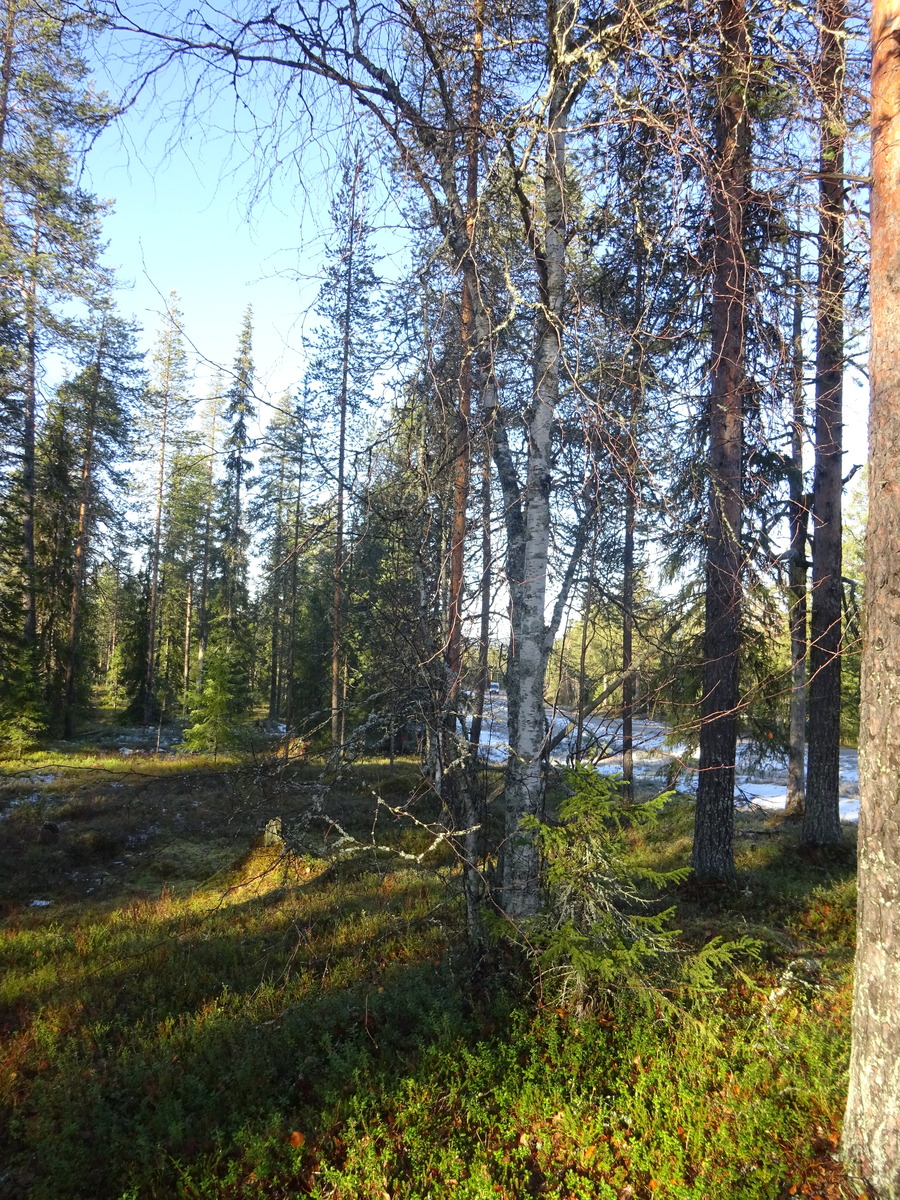 Valokuvassa näkyy mm. tontilla kasvavia puita ja muuta kasvillisuutta.