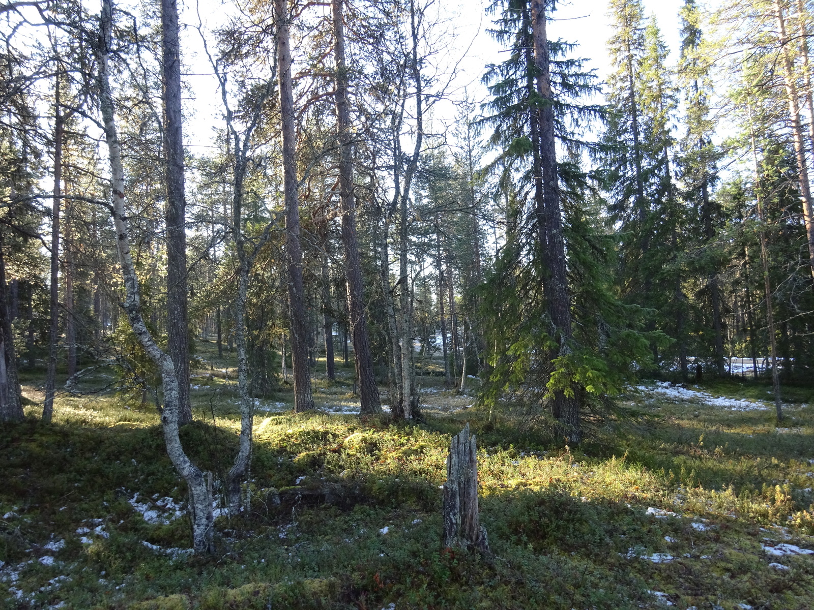 Valokuvassa näkyy mm. tontilla kasvavia puita ja muuta kasvillisuutta.