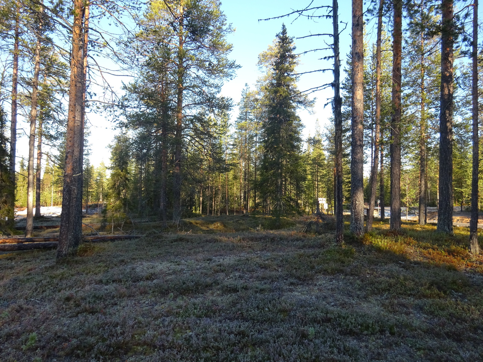 Valokuvassa näkyy mm. tontilla kasvavia puita ja muuta kasvillisuutta.