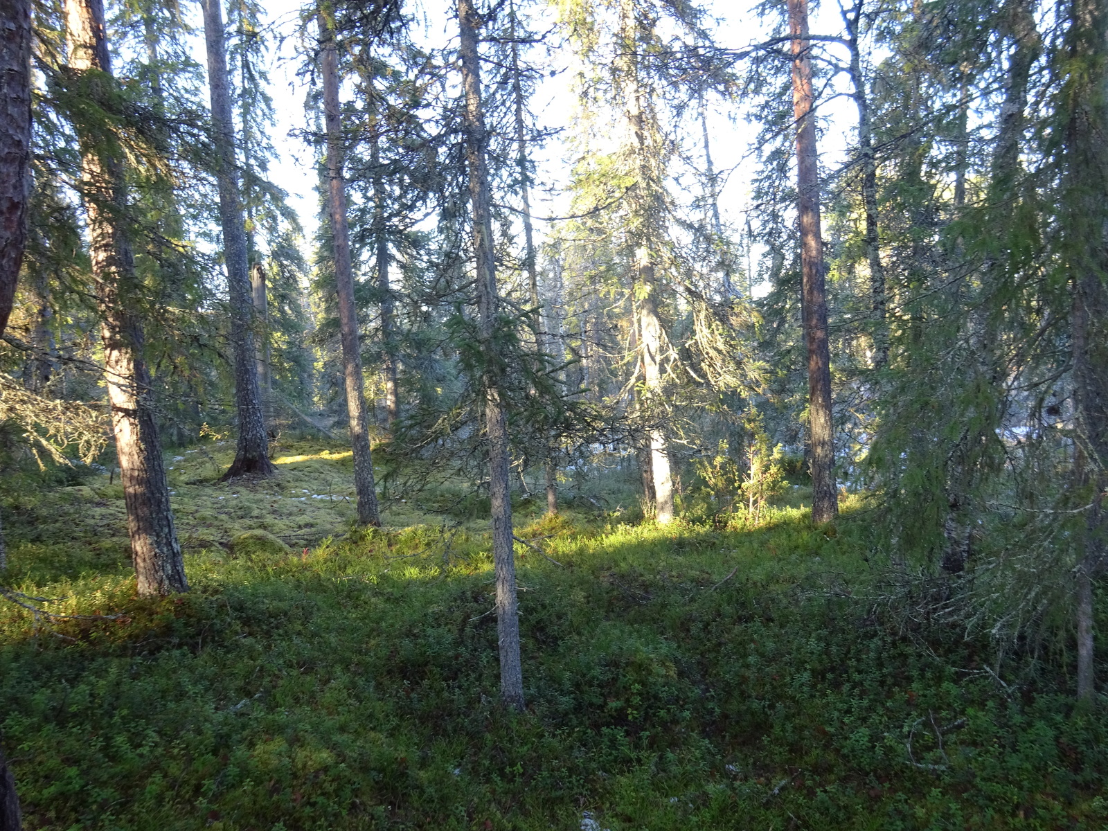 Valokuvassa näkyy mm. tontilla kasvavia puita ja muuta kasvillisuutta.