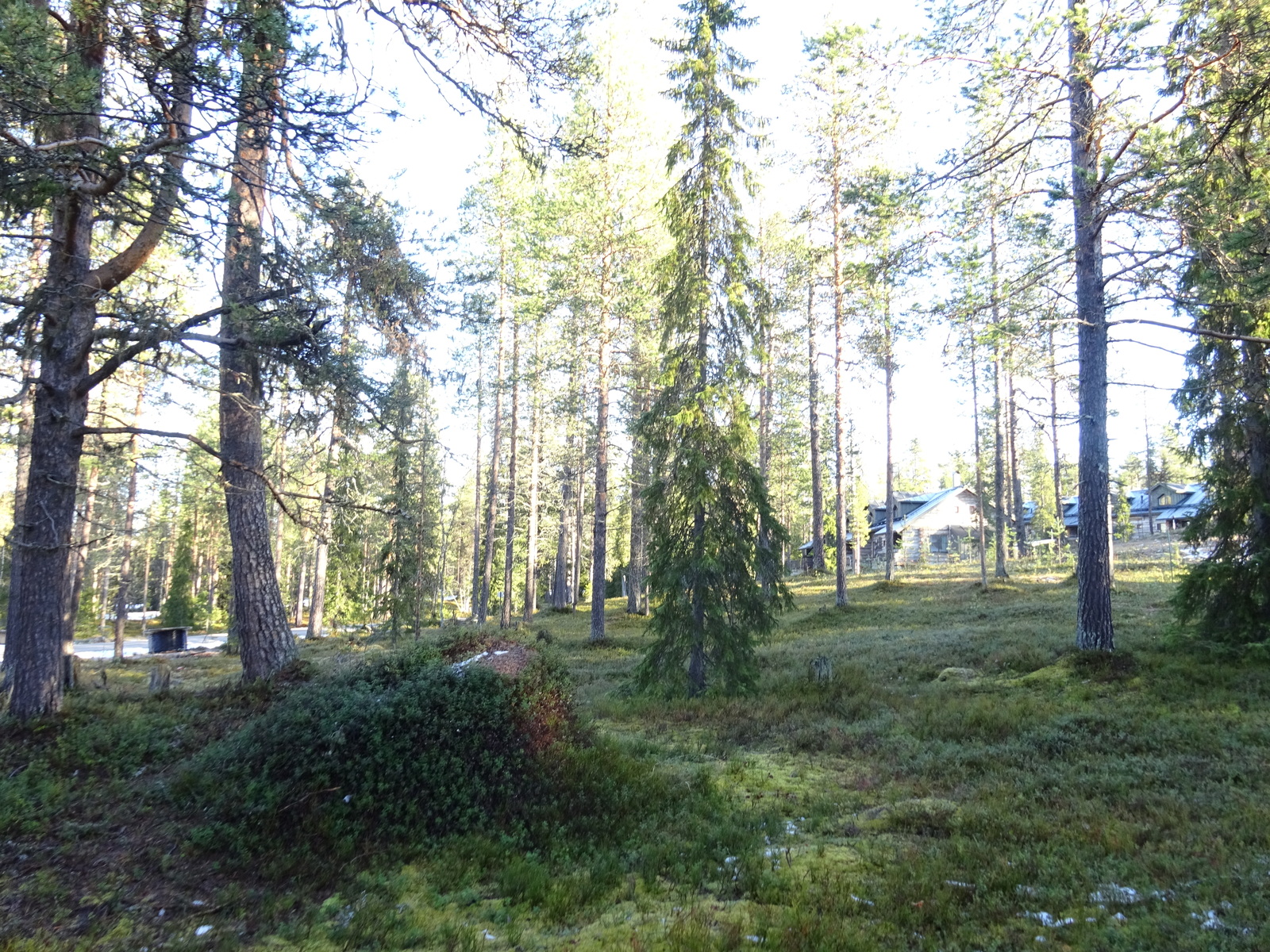 Valokuvassa näkyy mm. tontilla kasvavia puita ja muuta kasvillisuutta.