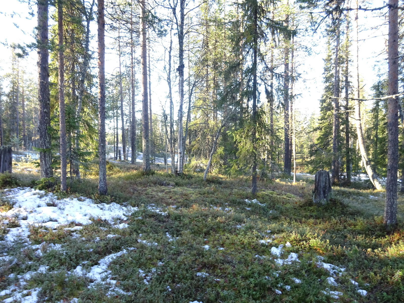 Valokuvassa näkyy mm. tontilla kasvavia puita ja muuta kasvillisuutta.