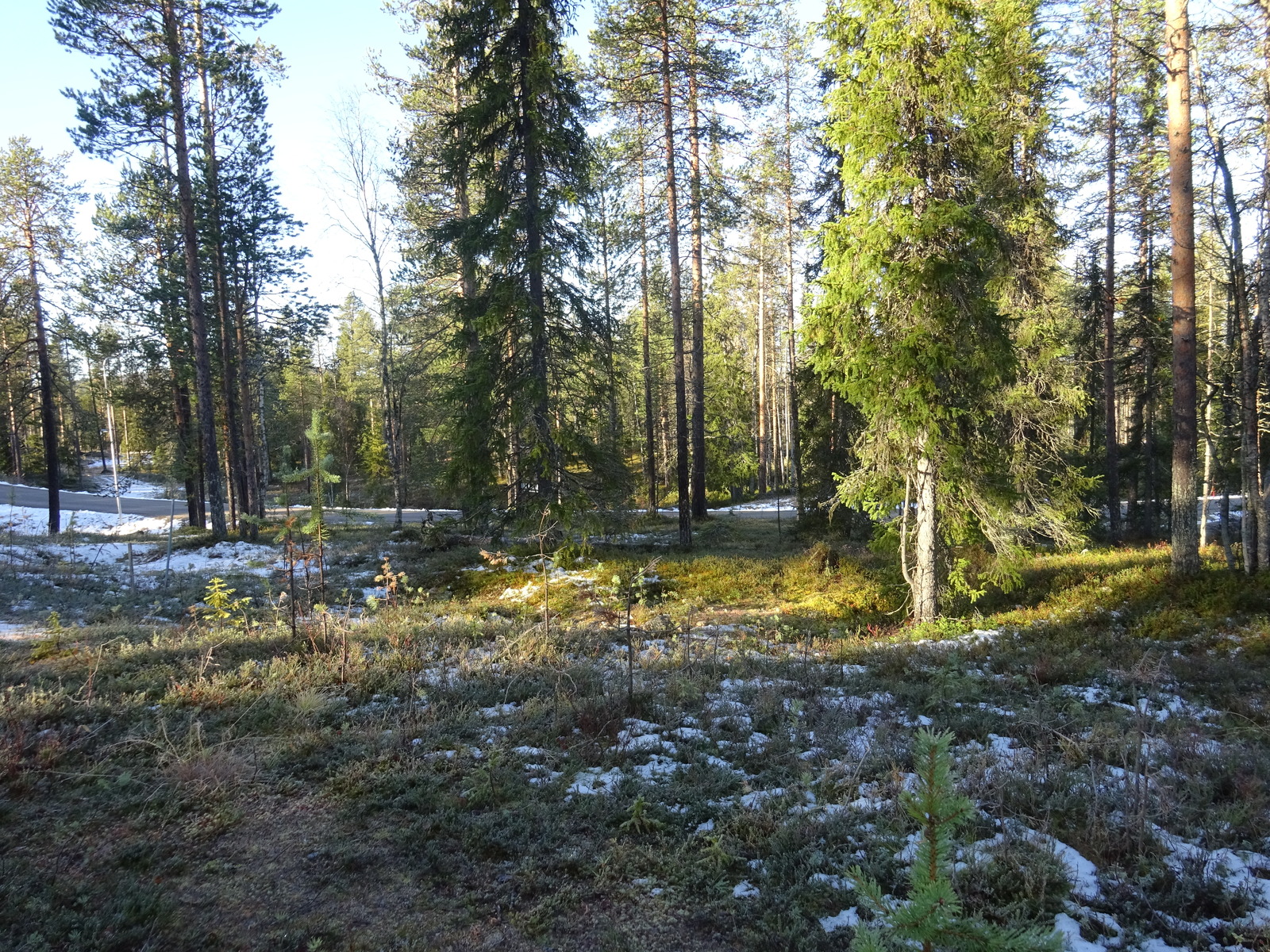 Valokuvassa näkyy mm. tontilla kasvavia puita ja muuta kasvillisuutta.