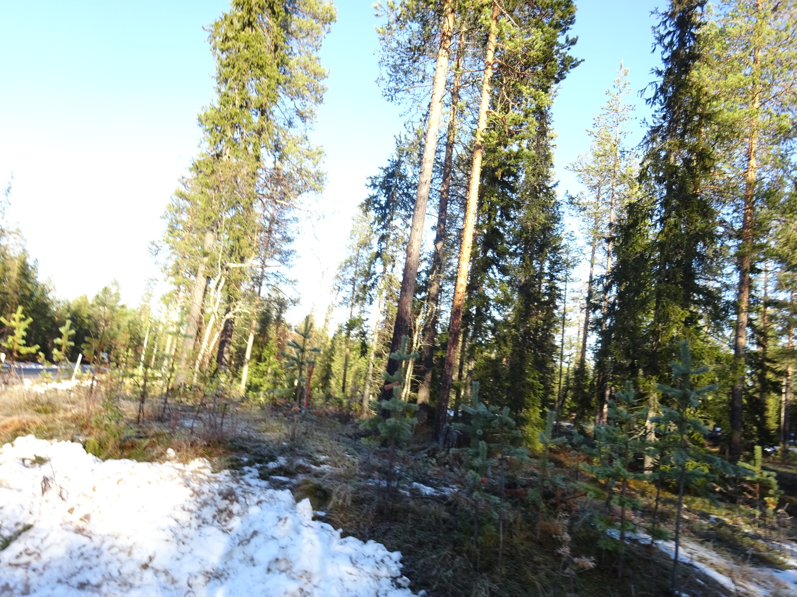 Valokuvassa näkyy mm. tontilla kasvavia puita ja muuta kasvillisuutta.