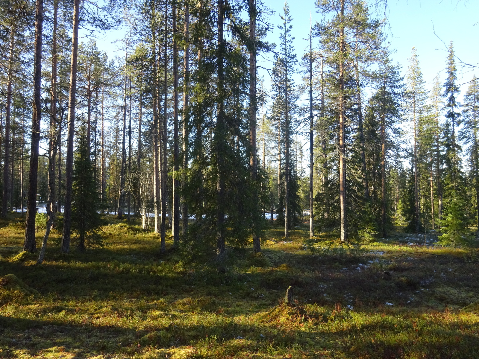 Valokuvassa näkyy mm. tontilla kasvavia puita ja muuta kasvillisuutta.