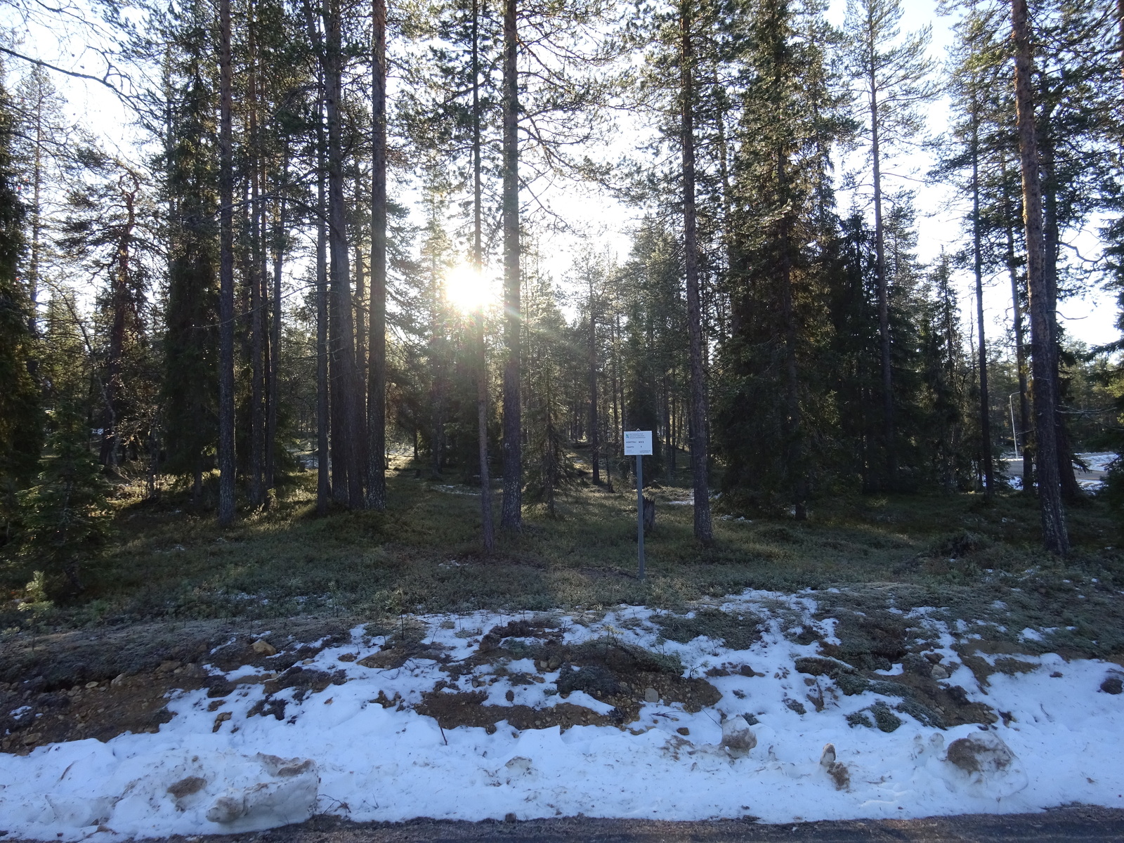 Valokuvassa näkyy mm. tontilla kasvavia puita ja muuta kasvillisuutta.