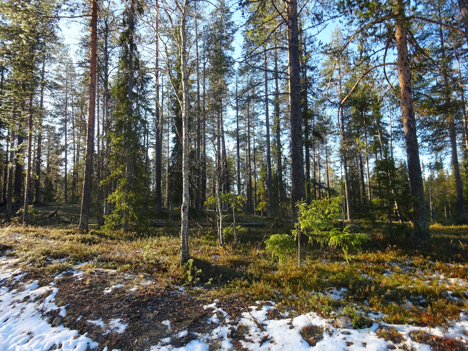 Valokuvassa näkyy mm. tontilla kasvavia puita ja muuta kasvillisuutta.