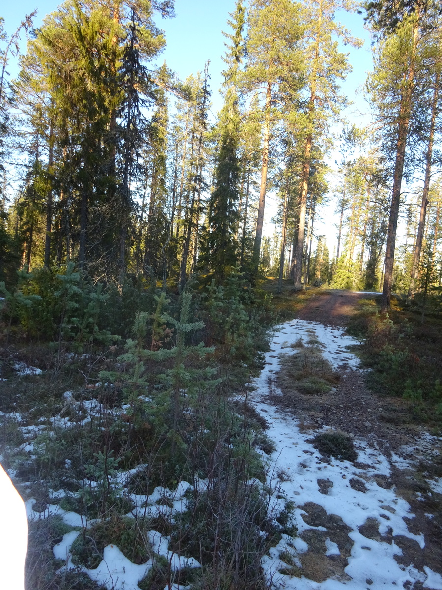 Valokuvassa näkyy mm. tontilla kasvavia puita ja muuta kasvillisuutta.