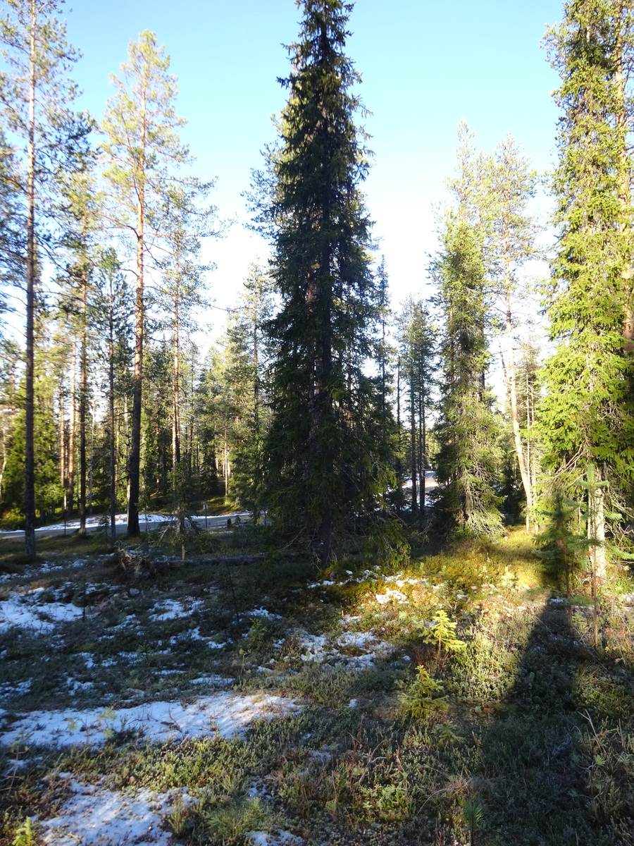 Valokuvassa näkyy mm. tontilla kasvavia puita ja muuta kasvillisuutta.