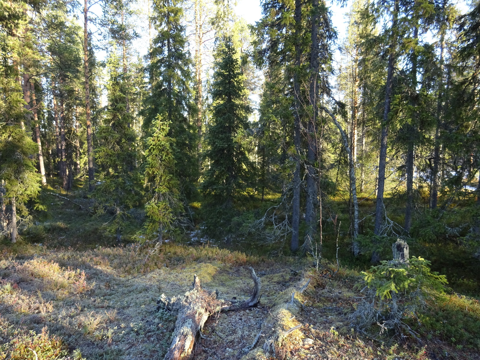 Valokuvassa näkyy mm. tontilla kasvavia puita ja muuta kasvillisuutta.