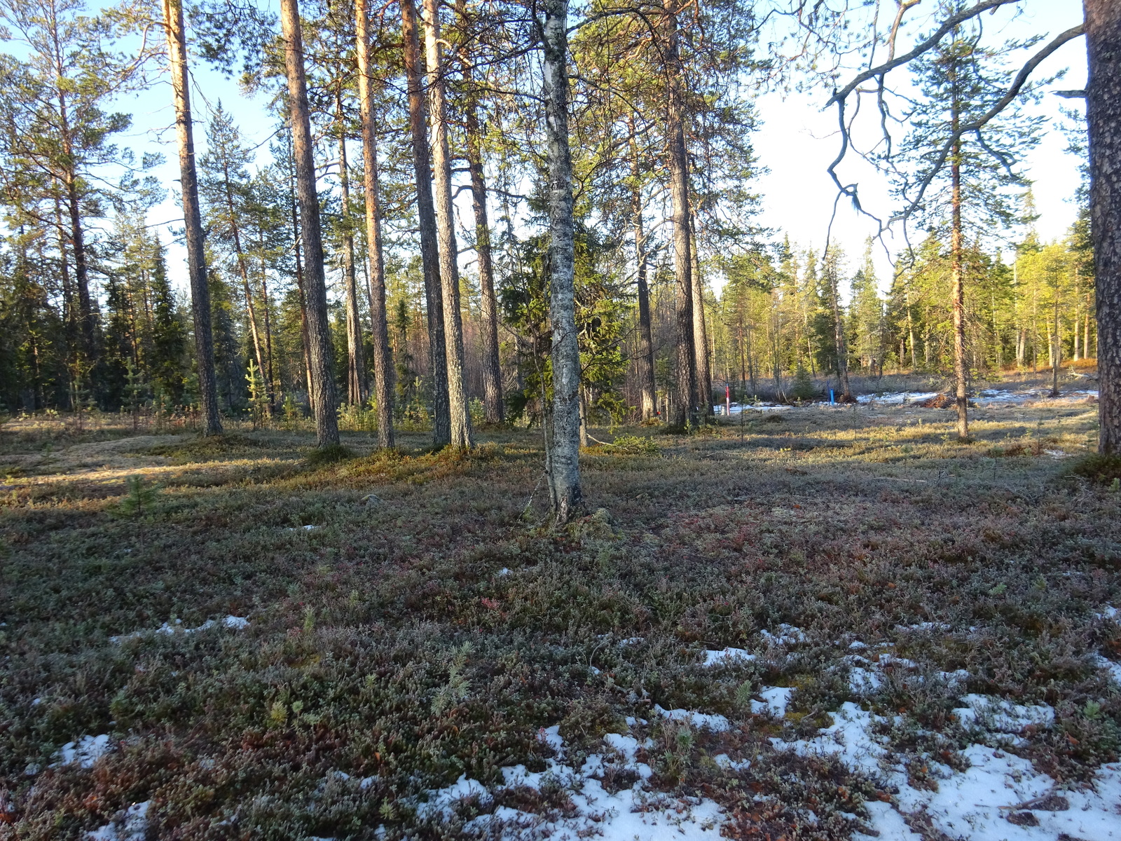 Valokuvassa näkyy mm. tontilla kasvavia puita ja muuta kasvillisuutta.