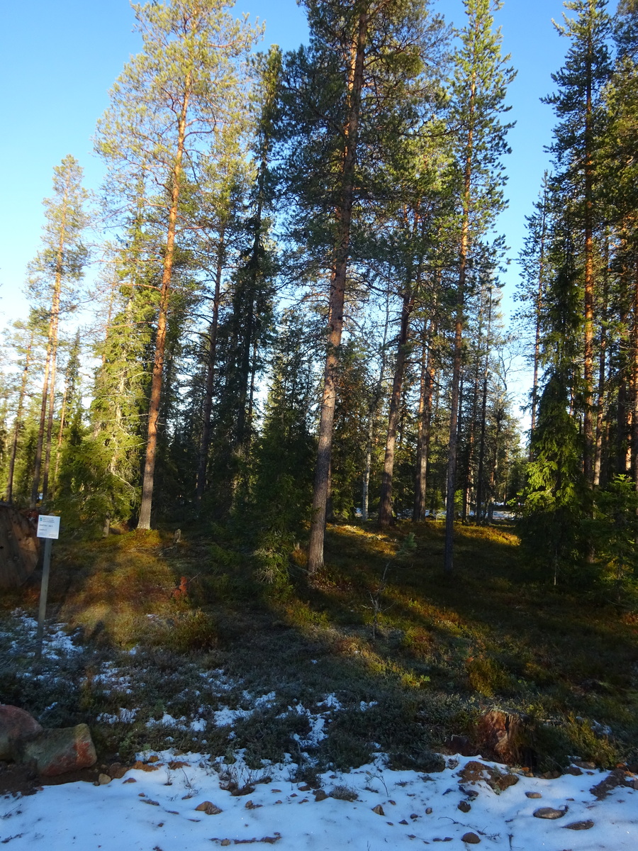 Valokuvassa näkyy mm. tontilla kasvavia puita ja muuta kasvillisuutta.