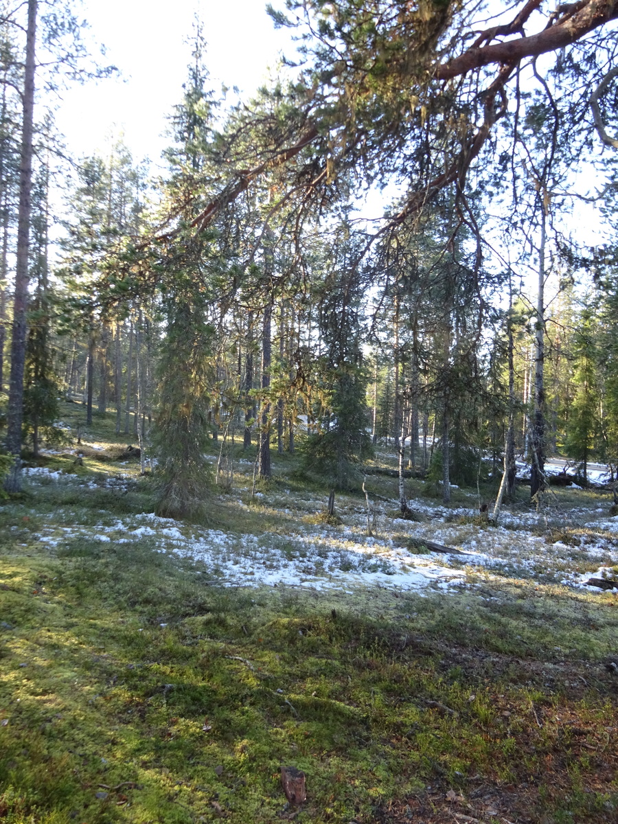 Valokuvassa näkyy mm. tontilla kasvavia puita ja muuta kasvillisuutta.