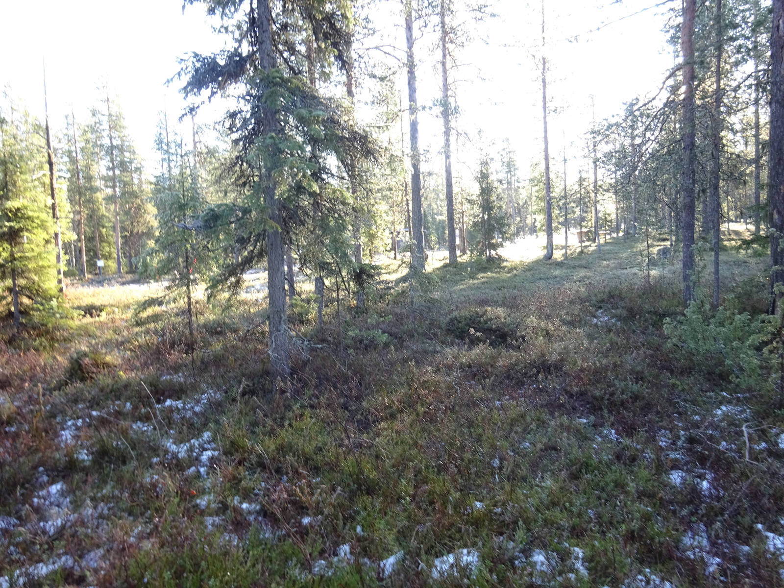 Valokuvassa näkyy mm. tontilla kasvavia puita ja muuta kasvillisuutta.