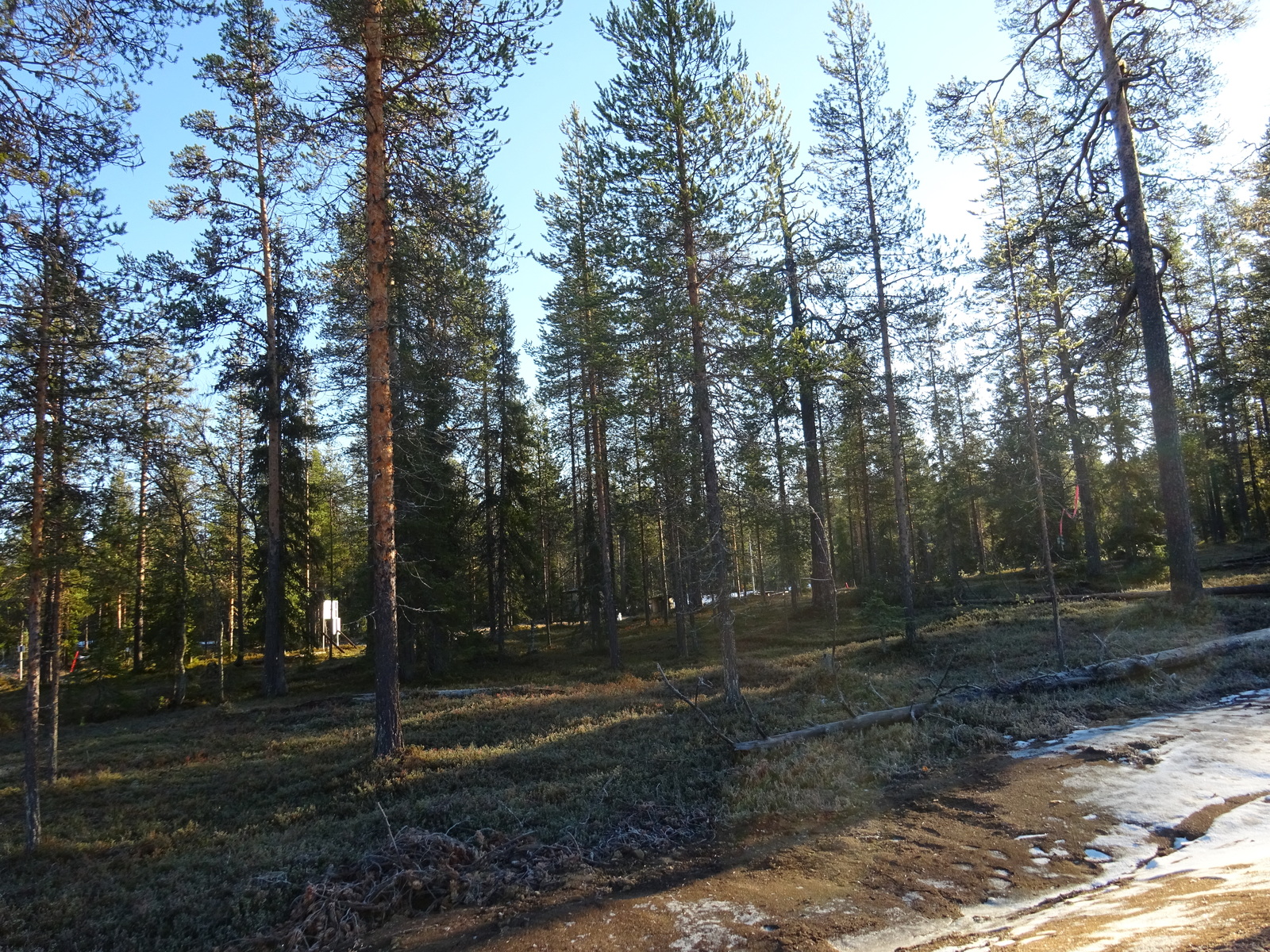 Valokuvassa näkyy mm. tontilla kasvavia puita ja muuta kasvillisuutta.