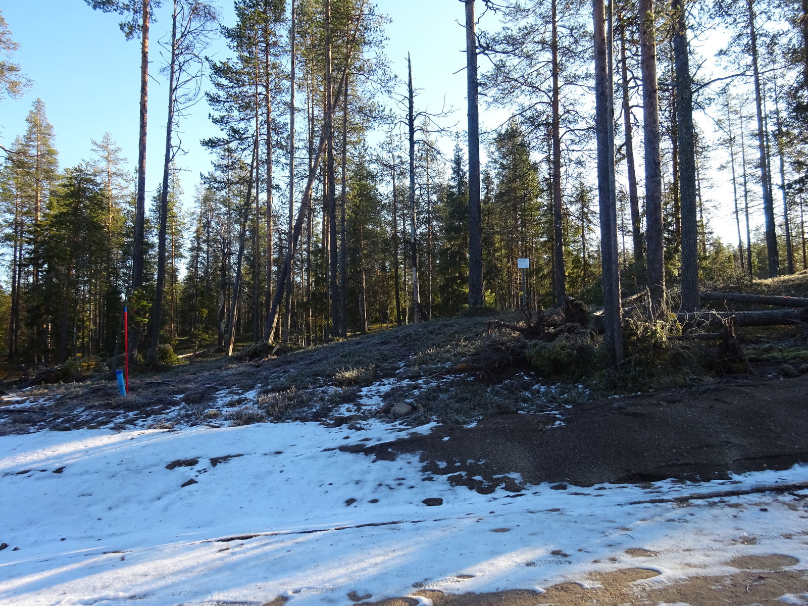 Valokuvassa näkyy mm. tontilla kasvavia puita ja muuta kasvillisuutta.