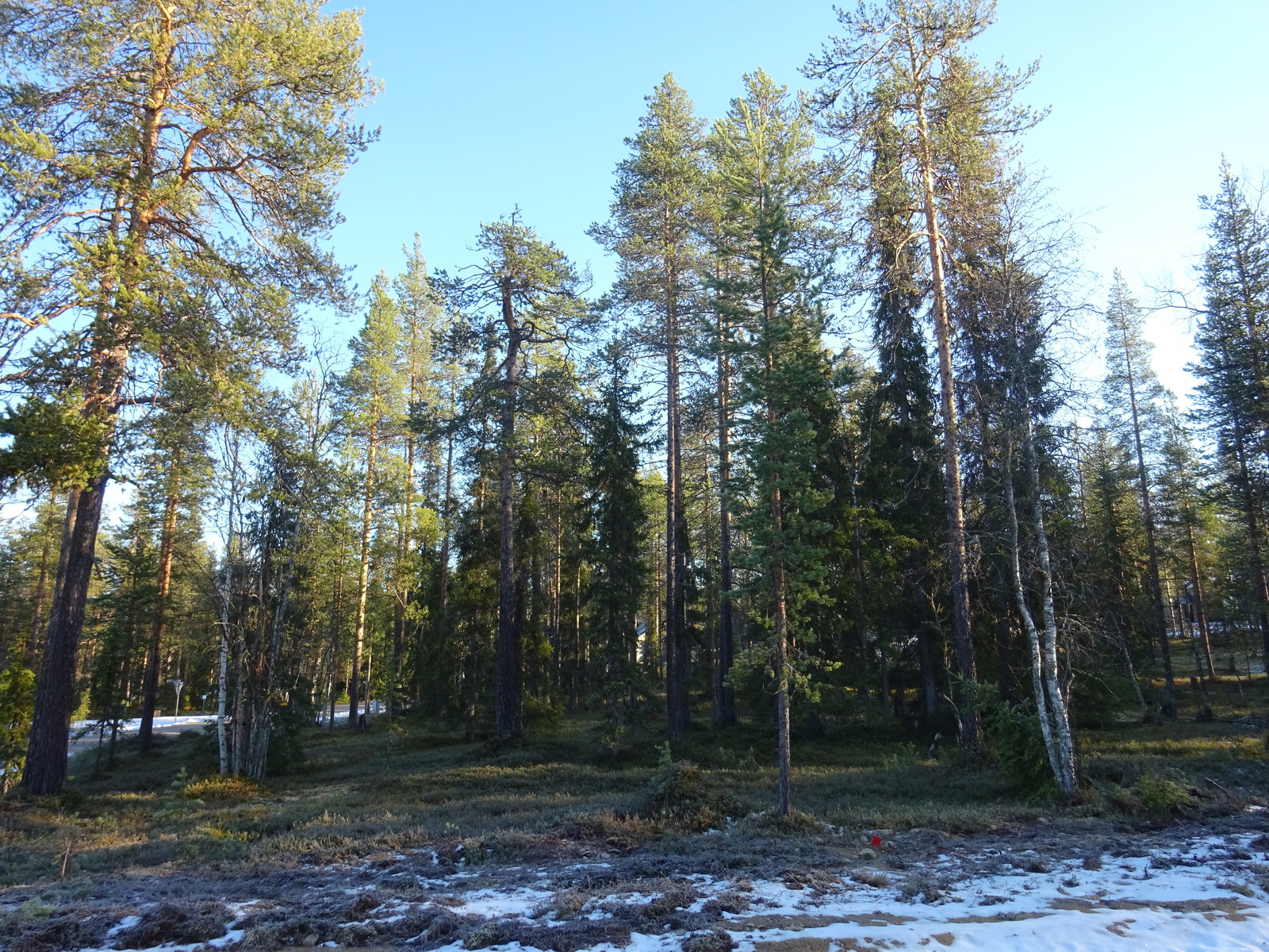 Valokuvassa näkyy mm. tontilla kasvavia puita ja muuta kasvillisuutta.