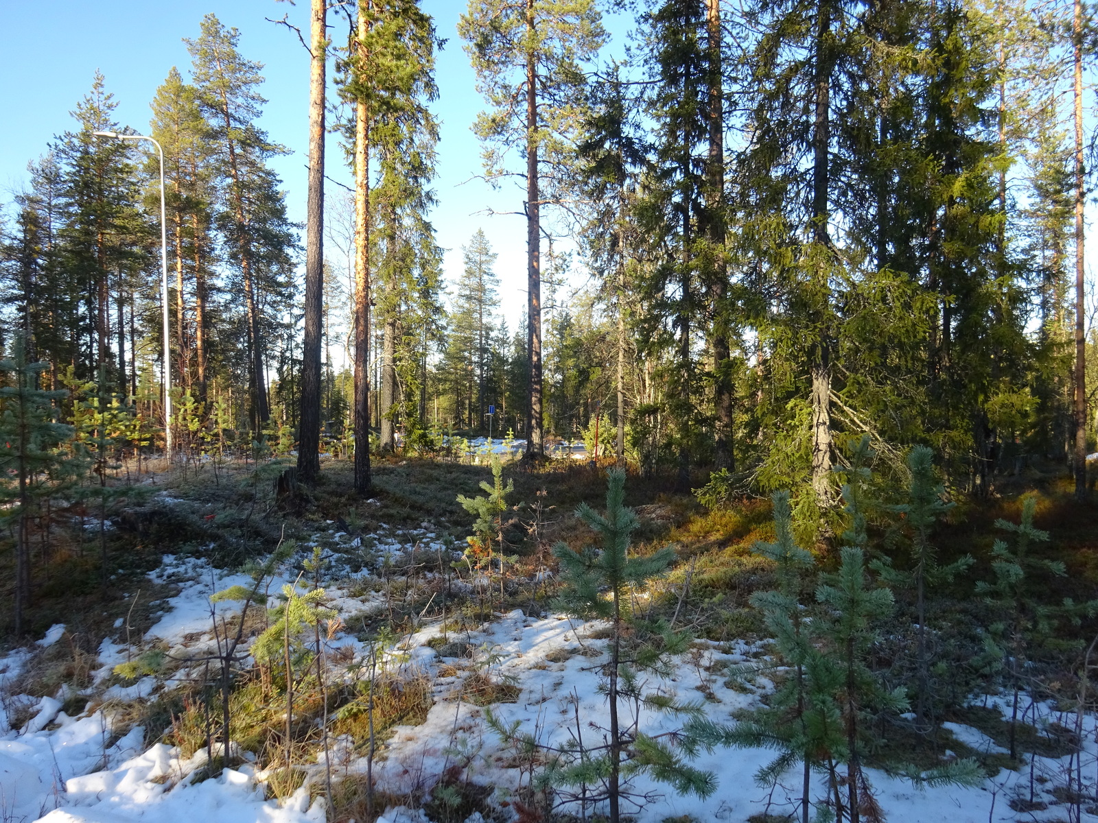 Valokuvassa näkyy mm. tontilla kasvavia puita ja muuta kasvillisuutta.