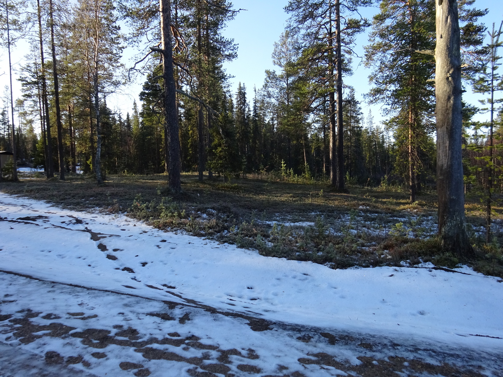 Valokuvassa näkyy mm. tontilla kasvavia puita ja muuta kasvillisuutta.