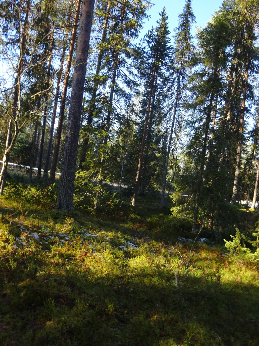 Valokuvassa näkyy mm. tontilla kasvavia puita ja muuta kasvillisuutta.