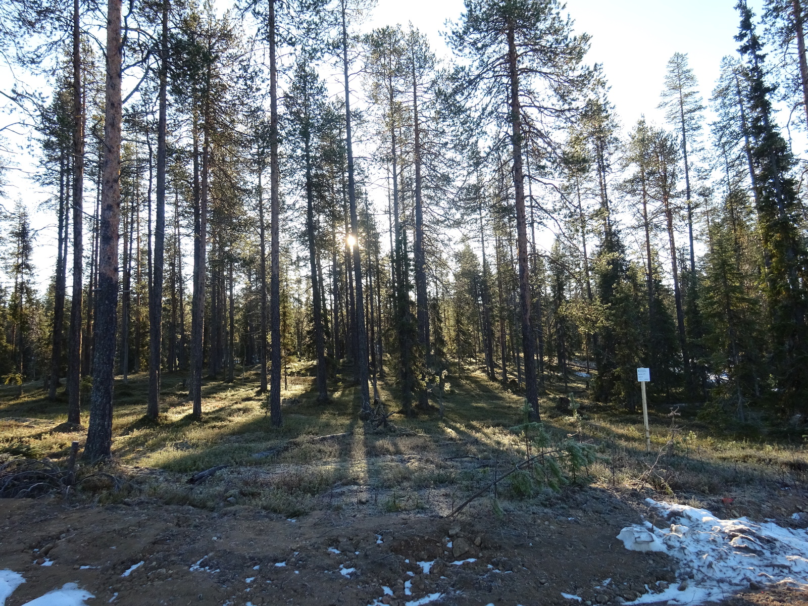 Valokuvassa näkyy mm. tontilla kasvavia puita ja muuta kasvillisuutta.