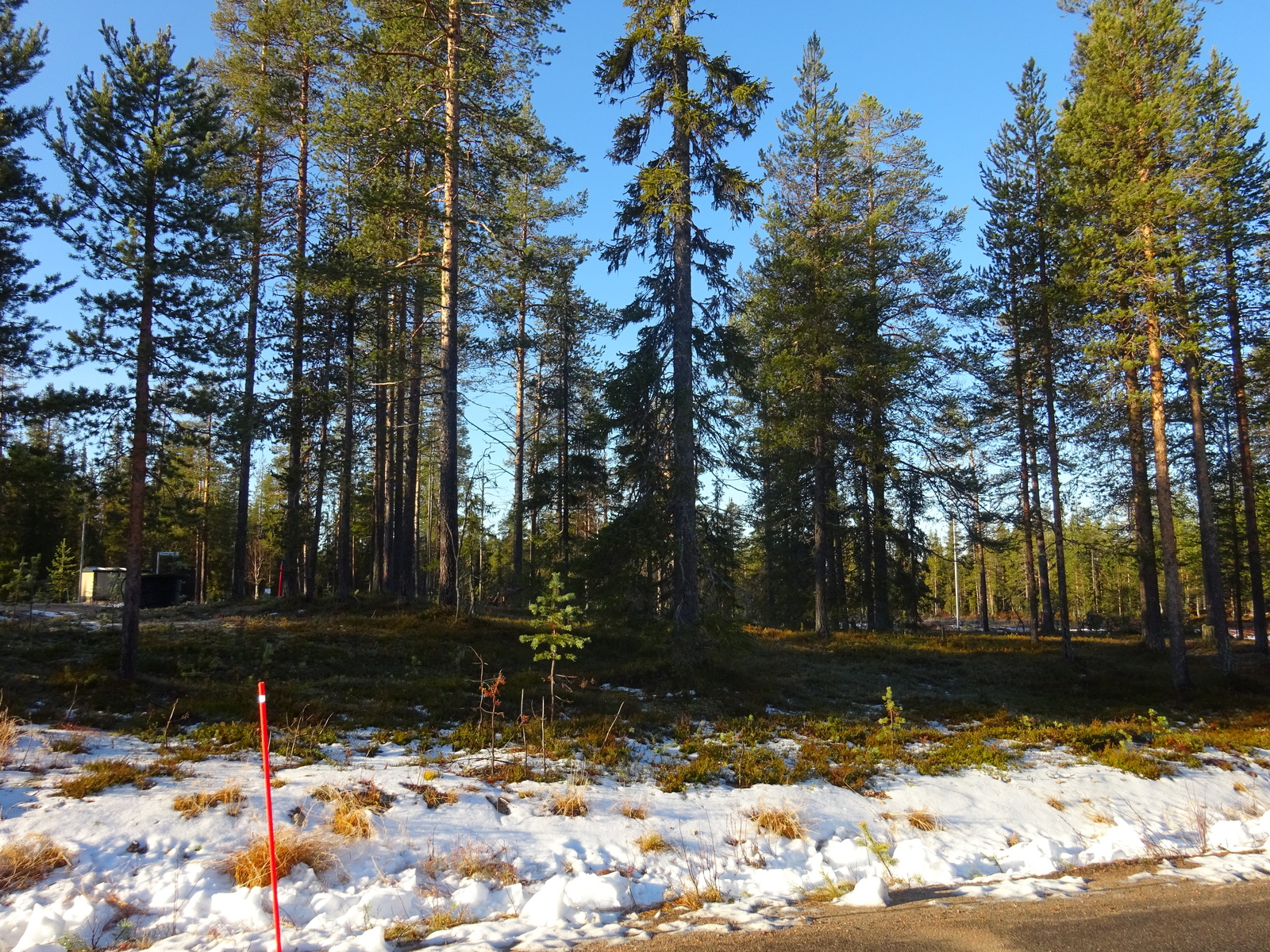 Valokuvassa näkyy mm. tontilla kasvavia puita ja muuta kasvillisuutta.