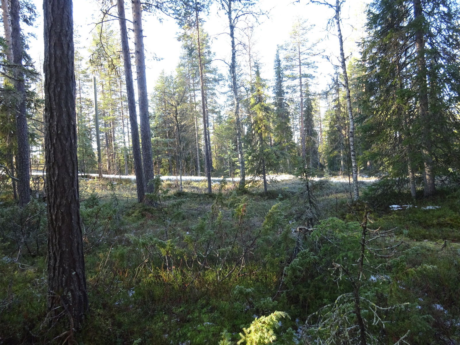 Valokuvassa näkyy mm. tontilla kasvavia puita ja muuta kasvillisuutta.