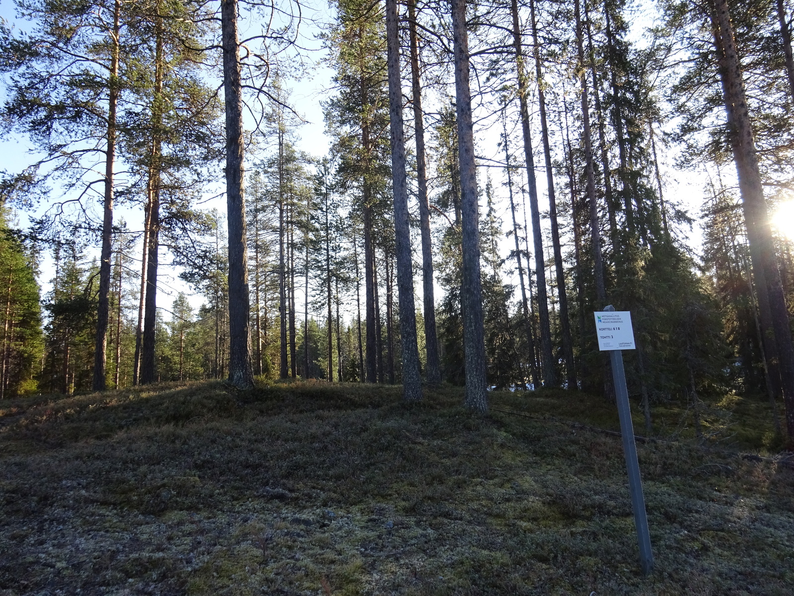 Valokuvassa näkyy mm. tontilla kasvavia puita ja muuta kasvillisuutta.