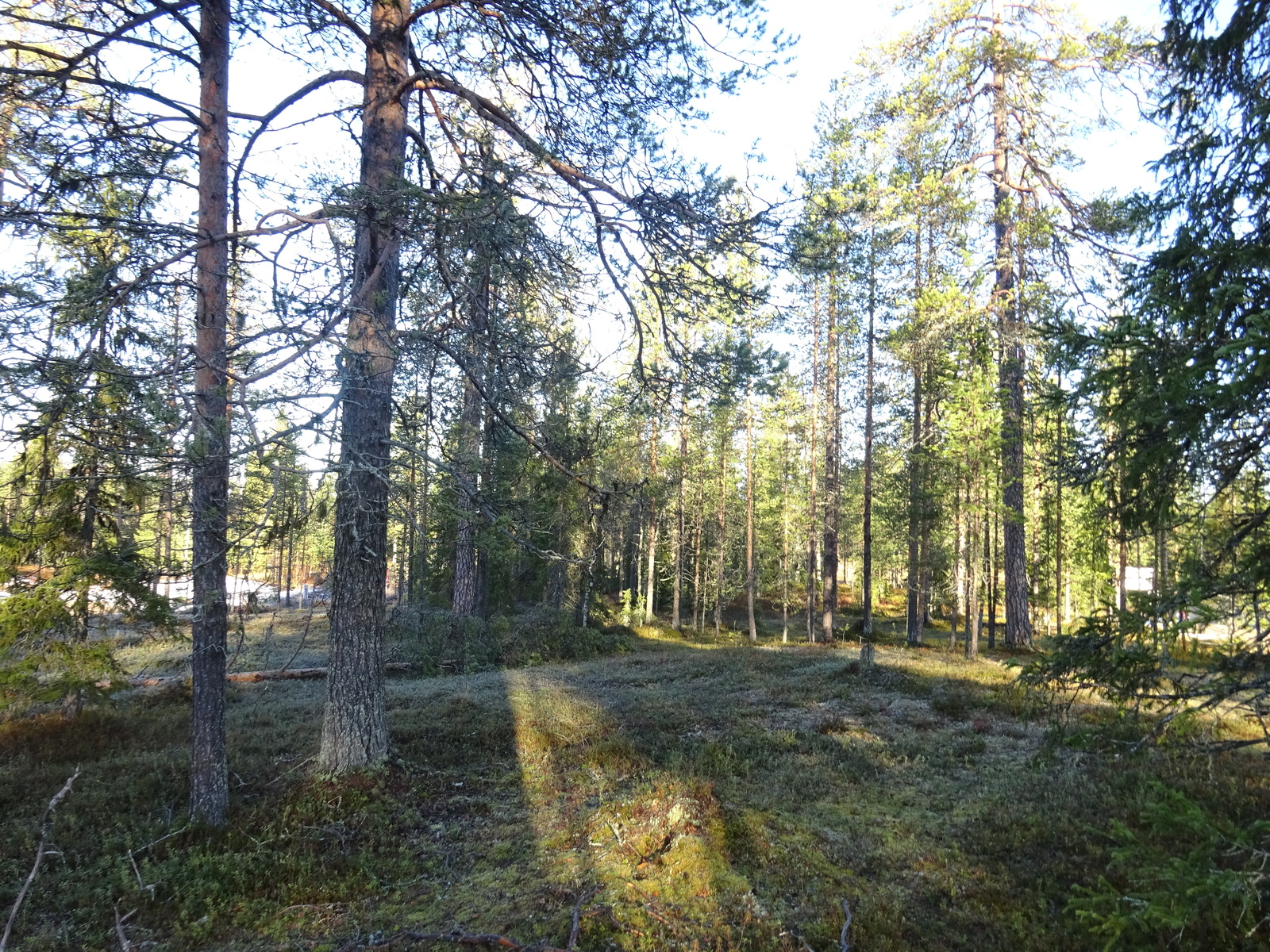 Valokuvassa näkyy mm. tontilla kasvavia puita ja muuta kasvillisuutta.