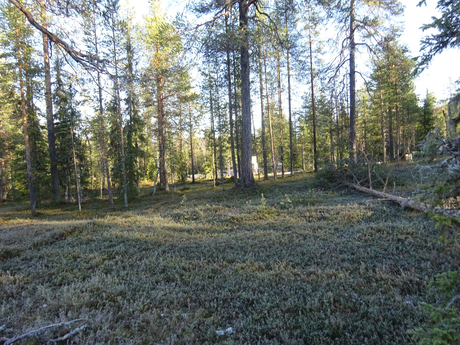 Valokuvassa näkyy mm. tontilla kasvavia puita ja muuta kasvillisuutta.