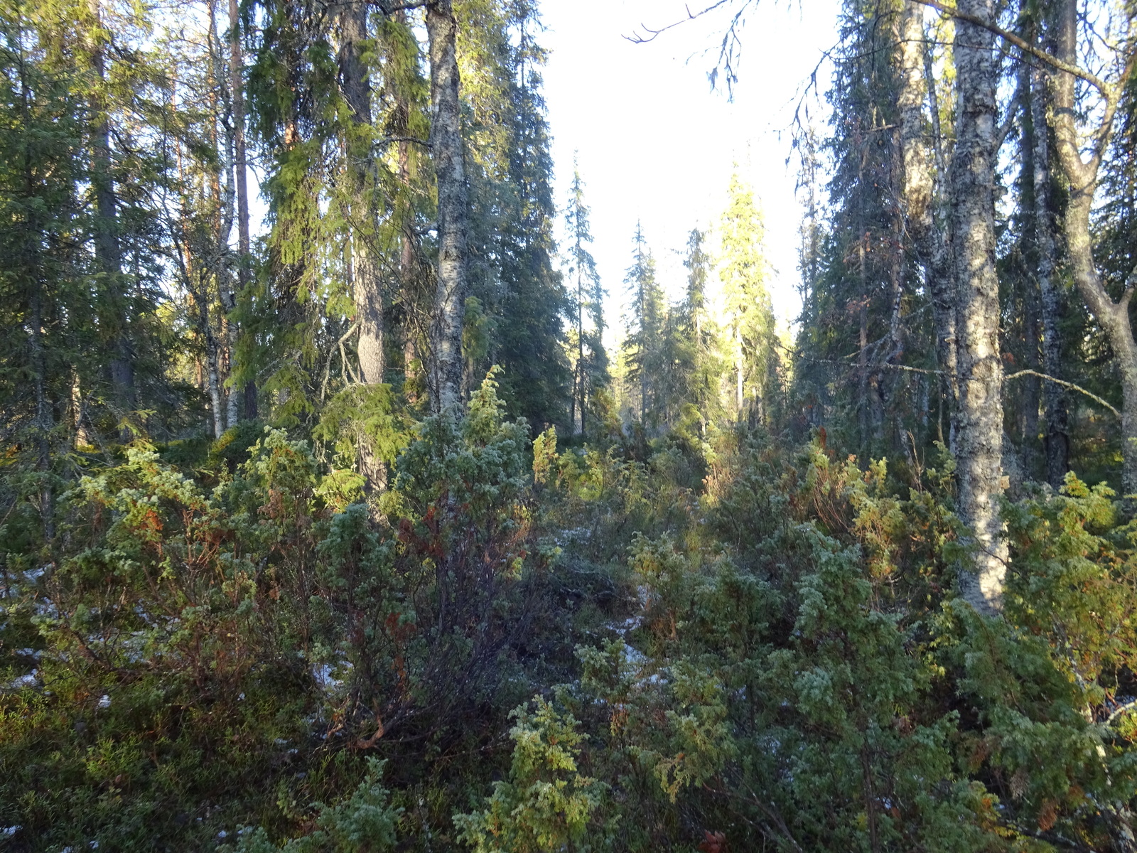 Valokuvassa näkyy mm. tontilla kasvavia puita ja muuta kasvillisuutta.