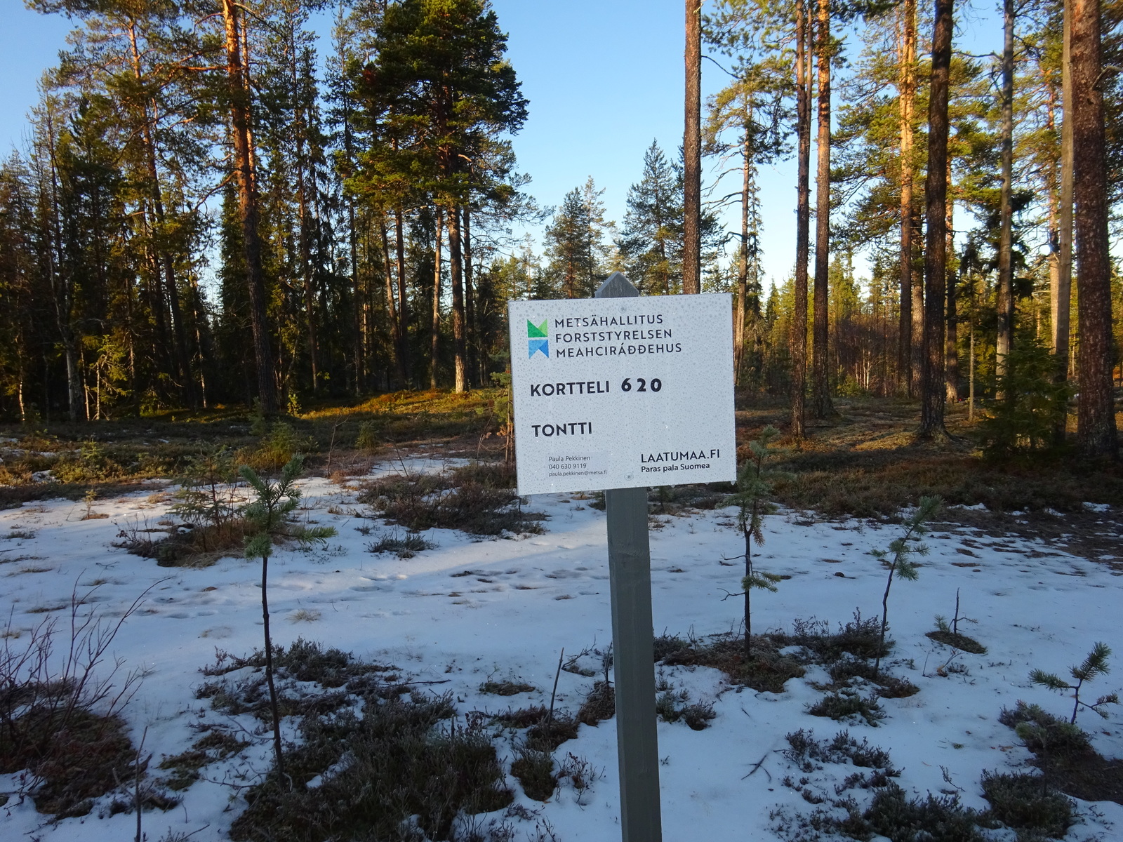 Valokuvassa näkyy mm. tontilla kasvavia puita ja muuta kasvillisuutta.